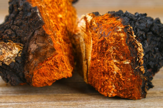 The Top 5 Benefits of Chaga Mushrooms - NEUBRAIN