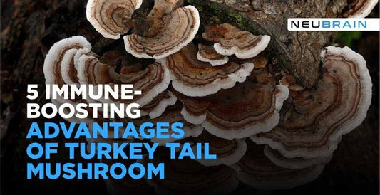 What are the Benefits of Turkey Tail Mushroom for Immune System? - NEUBRAIN