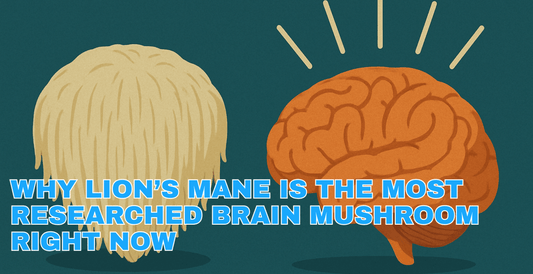 Why Lion’s Mane Is the Most Researched Brain Mushroom Right Now - NEUBRAIN