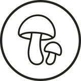 Fruiting Body Mushrooms